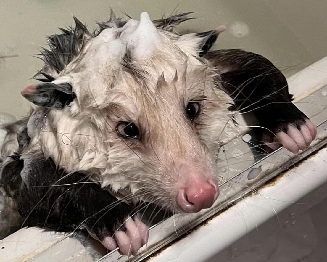 PossumTub.jpg